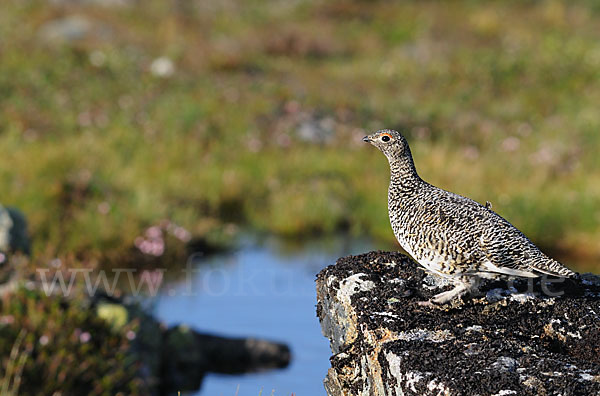 Alpenschneehuhn (Lagopus mutus)