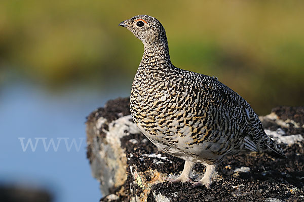 Alpenschneehuhn (Lagopus mutus)