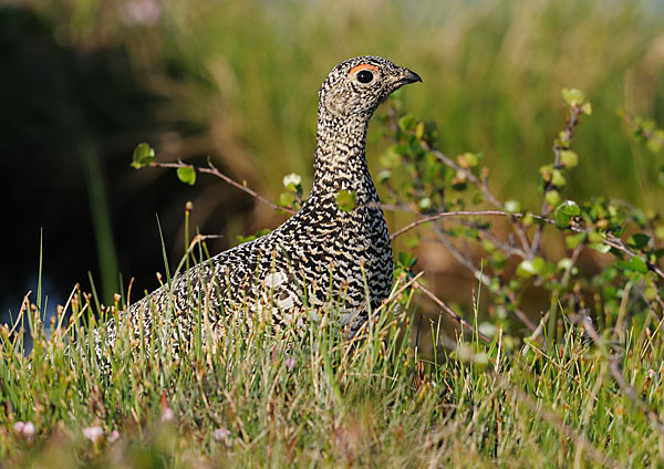 Alpenschneehuhn (Lagopus mutus)