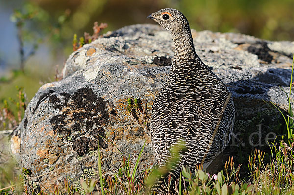 Alpenschneehuhn (Lagopus mutus)