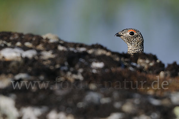 Alpenschneehuhn (Lagopus mutus)