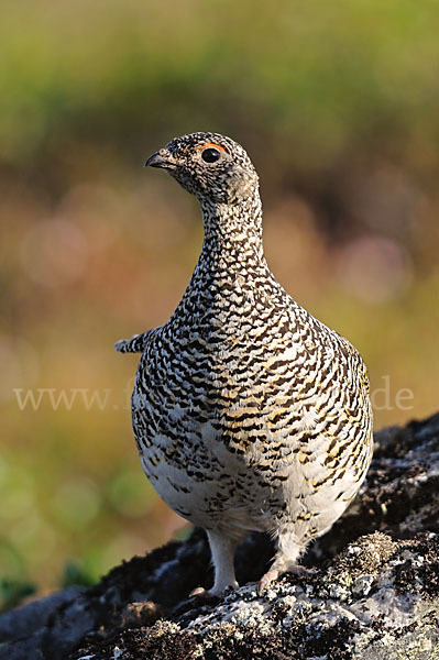 Alpenschneehuhn (Lagopus mutus)