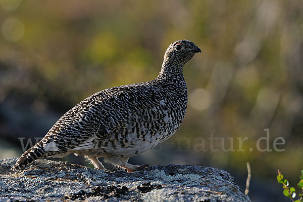 Alpenschneehuhn (Lagopus mutus)