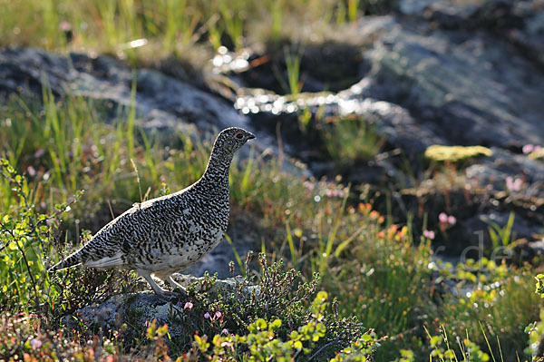 Alpenschneehuhn (Lagopus mutus)