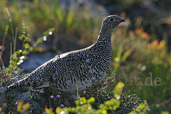 Alpenschneehuhn (Lagopus mutus)