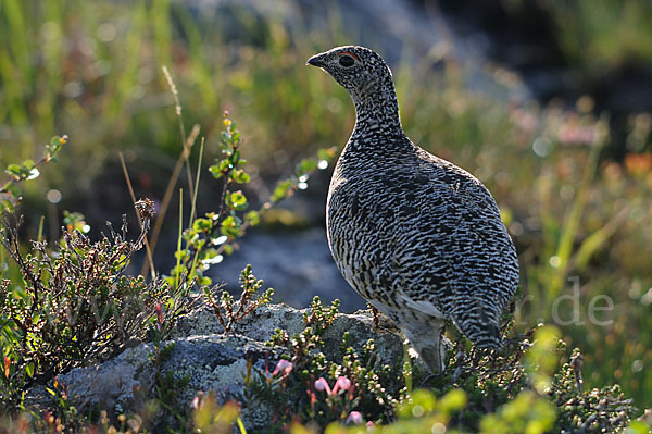 Alpenschneehuhn (Lagopus mutus)