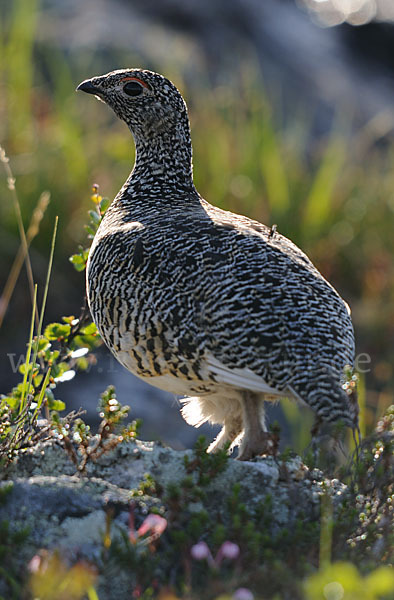 Alpenschneehuhn (Lagopus mutus)