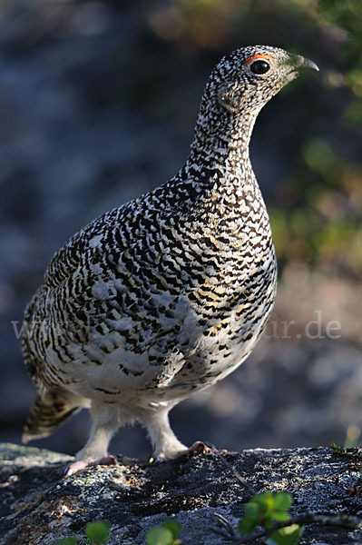 Alpenschneehuhn (Lagopus mutus)
