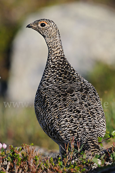 Alpenschneehuhn (Lagopus mutus)