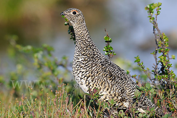 Alpenschneehuhn (Lagopus mutus)