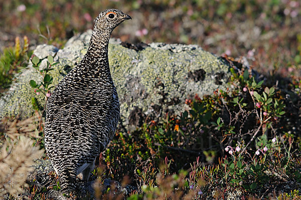 Alpenschneehuhn (Lagopus mutus)