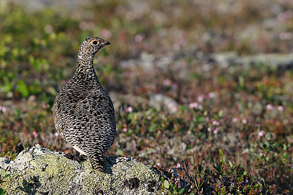 Alpenschneehuhn (Lagopus mutus)