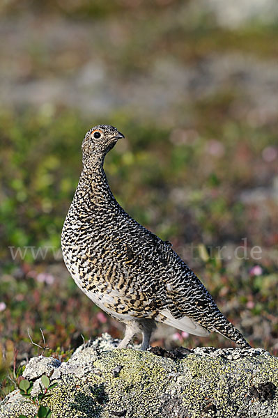 Alpenschneehuhn (Lagopus mutus)