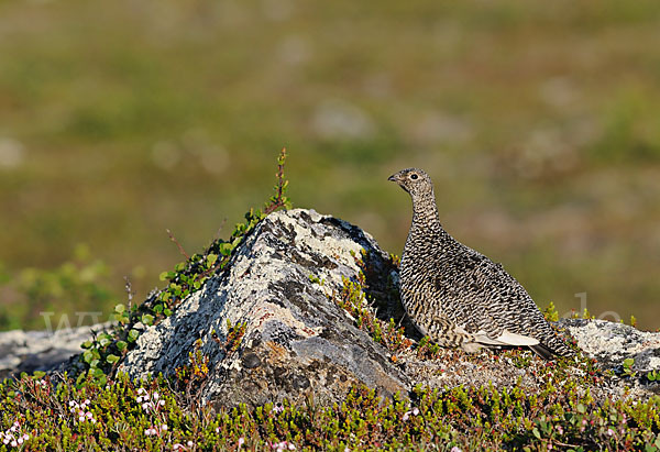 Alpenschneehuhn (Lagopus mutus)