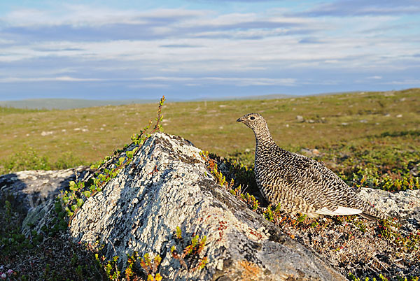 Alpenschneehuhn (Lagopus mutus)