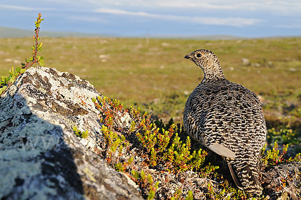 Alpenschneehuhn (Lagopus mutus)