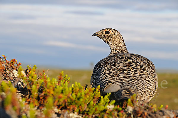 Alpenschneehuhn (Lagopus mutus)