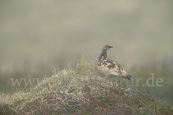 Alpenschneehuhn (Lagopus mutus)