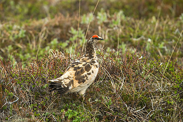 Alpenschneehuhn (Lagopus mutus)