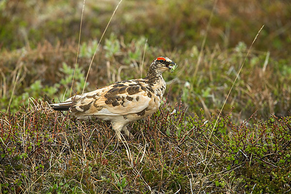 Alpenschneehuhn (Lagopus mutus)