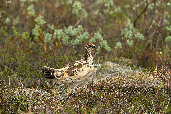 Alpenschneehuhn (Lagopus mutus)