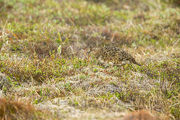 Alpenschneehuhn (Lagopus mutus)