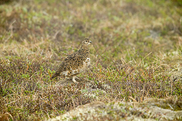 Alpenschneehuhn (Lagopus mutus)