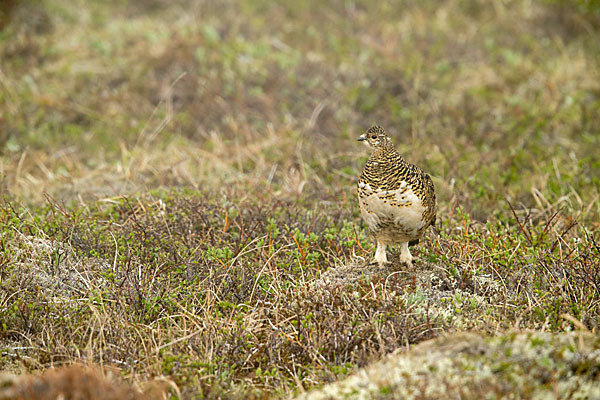 Alpenschneehuhn (Lagopus mutus)