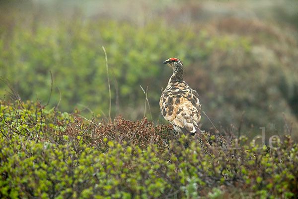 Alpenschneehuhn (Lagopus mutus)