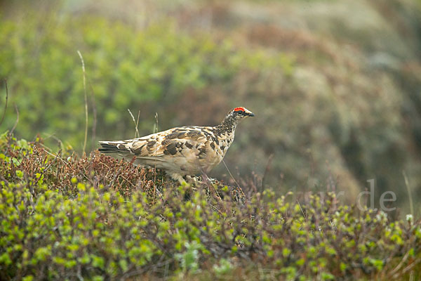 Alpenschneehuhn (Lagopus mutus)