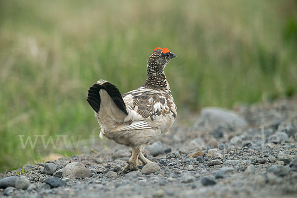 Alpenschneehuhn (Lagopus mutus)