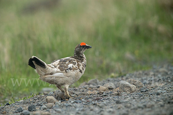 Alpenschneehuhn (Lagopus mutus)