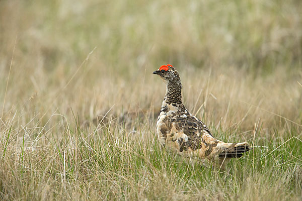 Alpenschneehuhn (Lagopus mutus)