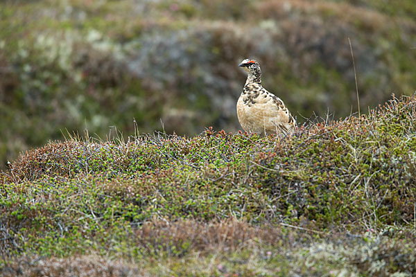 Alpenschneehuhn (Lagopus mutus)