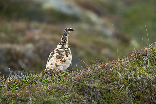 Alpenschneehuhn (Lagopus mutus)