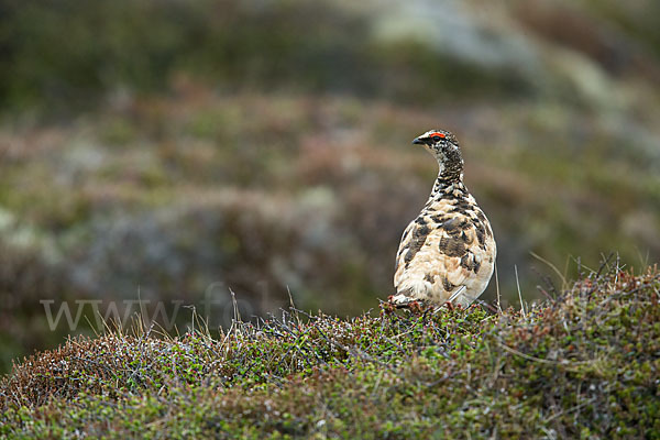 Alpenschneehuhn (Lagopus mutus)