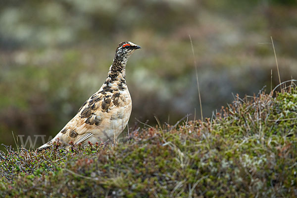 Alpenschneehuhn (Lagopus mutus)