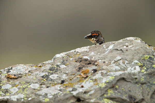 Alpenschneehuhn (Lagopus mutus)