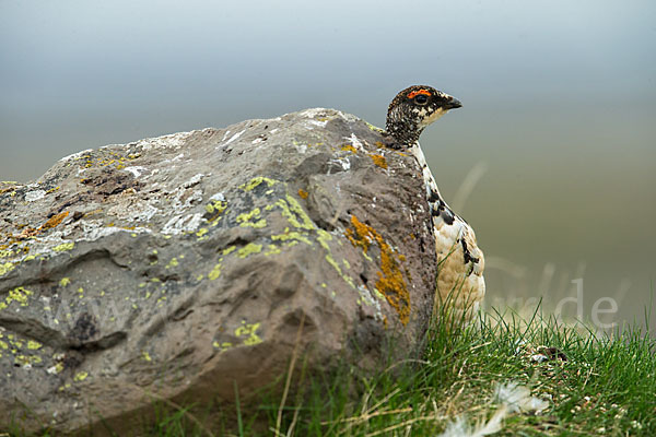 Alpenschneehuhn (Lagopus mutus)