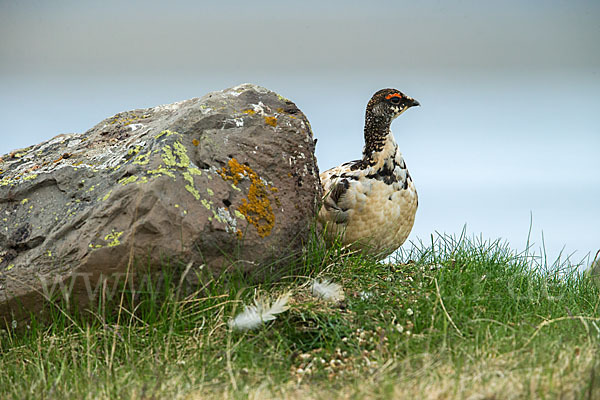 Alpenschneehuhn (Lagopus mutus)