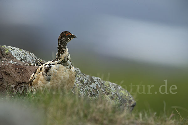 Alpenschneehuhn (Lagopus mutus)