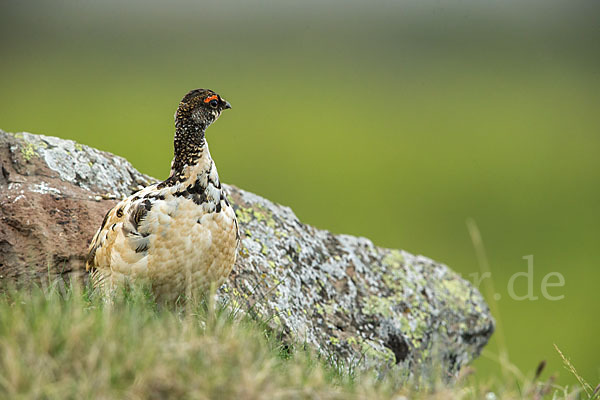 Alpenschneehuhn (Lagopus mutus)