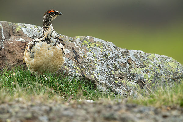 Alpenschneehuhn (Lagopus mutus)