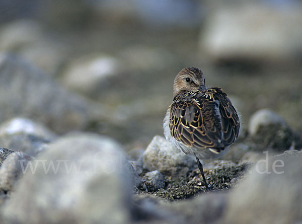 Alpenstrandläufer (Calidris alpina)