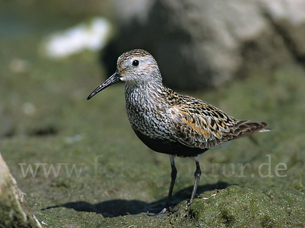 Alpenstrandläufer (Calidris alpina)