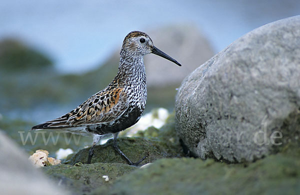 Alpenstrandläufer (Calidris alpina)