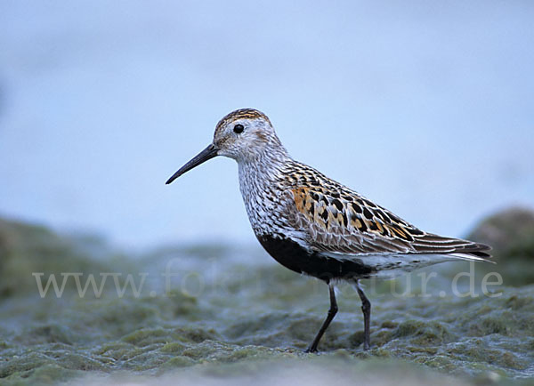 Alpenstrandläufer (Calidris alpina)