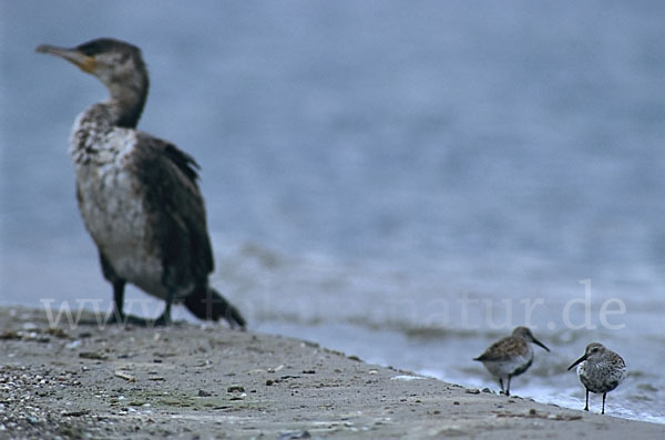 Alpenstrandläufer (Calidris alpina)