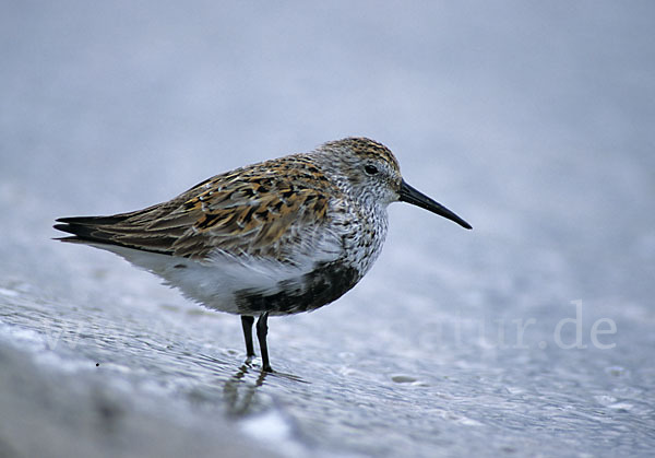 Alpenstrandläufer (Calidris alpina)