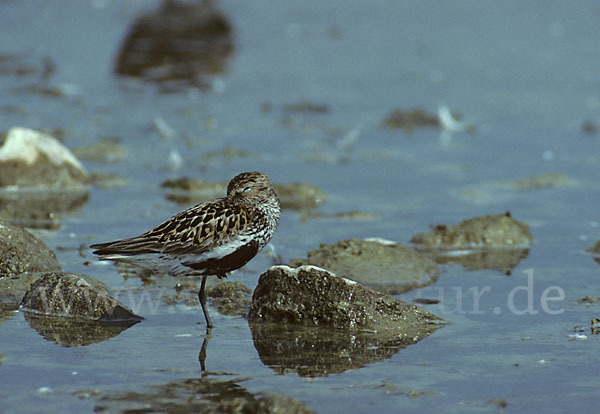 Alpenstrandläufer (Calidris alpina)